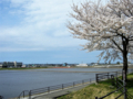 [風景・景観][桜]舟川べり桜並木（富山県下新川郡朝日町）