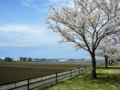 [風景・景観][桜]舟川べり桜並木（富山県下新川郡朝日町）