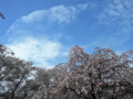 [風景・景観][桜]舟川べり桜並木（富山県下新川郡朝日町）