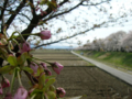 [風景・景観][桜]舟川べり桜並木（富山県下新川郡朝日町）