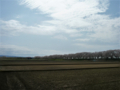 [風景・景観][桜]舟川べり桜並木（富山県下新川郡朝日町）