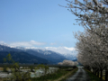 [風景・景観][桜]舟川べり桜並木（富山県下新川郡朝日町）