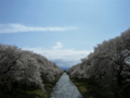 [風景・景観][桜]舟川べり桜並木（富山県下新川郡朝日町）