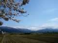 [風景・景観][桜]舟川べり桜並木（富山県下新川郡朝日町）