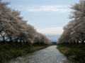 [風景・景観][桜]舟川べり桜並木（富山県下新川郡朝日町）