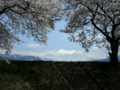 [風景・景観][桜]舟川べり桜並木（富山県下新川郡朝日町）