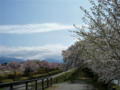 [風景・景観][桜]舟川べり桜並木（富山県下新川郡朝日町）