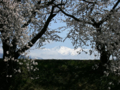 [風景・景観][桜]舟川べり桜並木（富山県下新川郡朝日町）