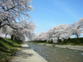 [風景・景観][桜]舟川べり桜並木（富山県下新川郡朝日町）