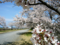 [風景・景観][桜]舟川べり桜並木（富山県下新川郡朝日町）