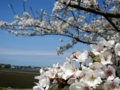 [風景・景観][桜]舟川べり桜並木（富山県下新川郡朝日町）