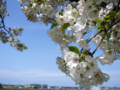 [風景・景観][桜]舟川べり桜並木（富山県下新川郡朝日町）