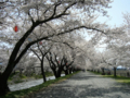 [風景・景観][桜]舟川べり桜並木（富山県下新川郡朝日町）