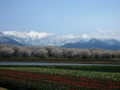 [風景・景観][桜]舟川べり桜並木（富山県下新川郡朝日町）