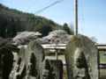 [風景・景観][桜]薬師堂（長野県朝日村）