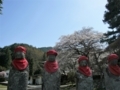 [風景・景観][桜][神社・仏閣]光輪寺（長野県朝日村）