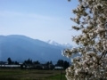 [風景・景観][桜][空]梓川堤防より