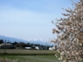 [風景・景観][桜][空]梓川堤防より