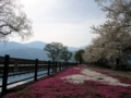 [風景・景観][桜][花]拾ヶ堰じてんしゃ広場（長野県安曇野市）