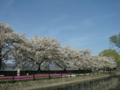 [風景・景観][桜]拾ヶ堰じてんしゃ広場（長野県安曇野市）