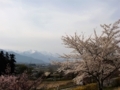 [風景・景観][桜]