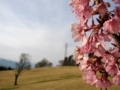 [風景・景観][桜]