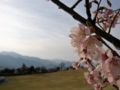 [風景・景観][桜]