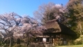 [はてなハイク][桜]桜