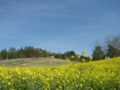 [風景・景観][空][菜の花]中山高原（長野県大町市）