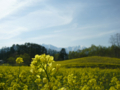 [風景・景観][空][菜の花]中山高原（長野県大町市）