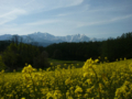 [風景・景観][空][菜の花]中山高原（長野県大町市）