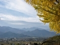 [風景・景観][紅葉][空]長福寺の大銀杏