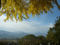 [風景・景観][紅葉][空]長福寺の大銀杏