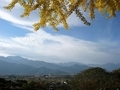 [風景・景観][紅葉][空]長福寺の大銀杏