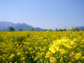 [風景・景観][花][菜の花][空]道の駅 花の駅千曲川から（長野県飯山市）