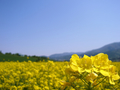 [風景・景観][花][菜の花][空]道の駅 花の駅千曲川から（長野県飯山市）