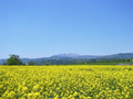 [風景・景観][花][菜の花][空]道の駅 花の駅千曲川から（長野県飯山市）