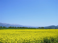 [風景・景観][花][菜の花][空]道の駅 花の駅千曲川から（長野県飯山市）