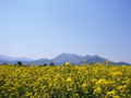 [風景・景観][花][菜の花][空]道の駅 花の駅千曲川から（長野県飯山市）