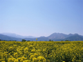 [風景・景観][花][菜の花][空]道の駅 花の駅千曲川から（長野県飯山市）