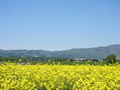 [風景・景観][花][菜の花][空]道の駅 花の駅千曲川から（長野県飯山市）