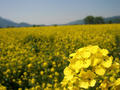 [風景・景観][花][菜の花]道の駅 花の駅千曲川から（長野県飯山市）