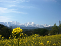 [風景・景観][花][菜の花][空][山]中山高原（長野県大町市）