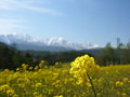 [風景・景観][花][菜の花][空][山]中山高原（長野県大町市）