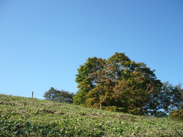 七色大カエデ（長野県北安曇郡池田町）