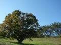 [風景・景観][空][紅葉]七色大カエデ（長野県北安曇郡池田町）