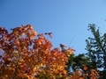 [空][紅葉]霊松寺（長野県大町市）