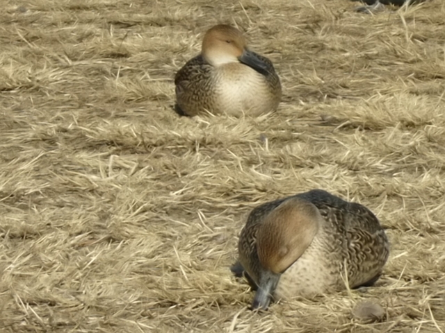 御法田白鳥飛来池にて