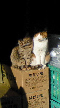 f:id:Zikroto:20111210134700j:image f:id:Zikroto:20111210134700j:image