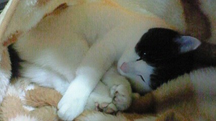 f:id:Zikroto:20111231235200j:image f:id:Zikroto:20111231235200j:image